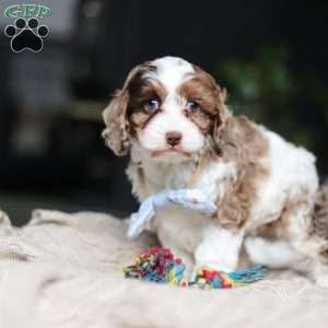 Emmett, Cockapoo Puppy